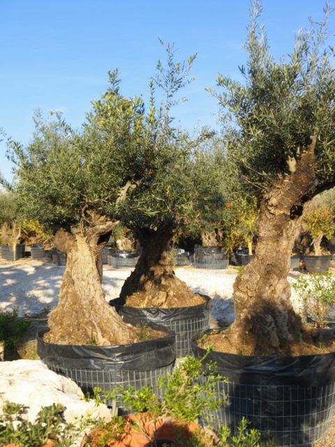 Olivo bonsai