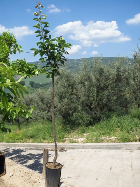 Pianta da frutto in vaso