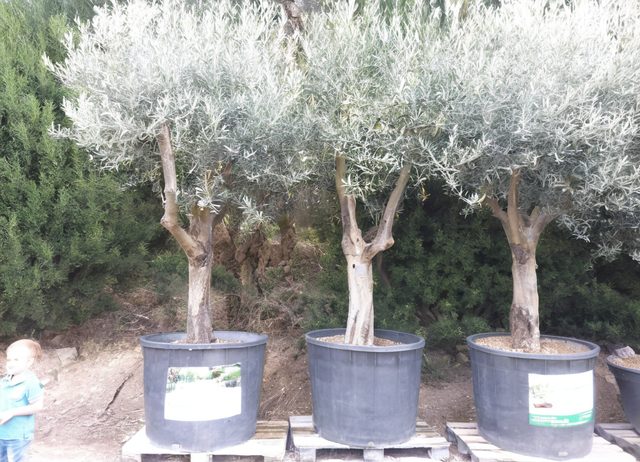 Coltivazioni del vivaio Grasso Daniele a Montecalvo Irpino