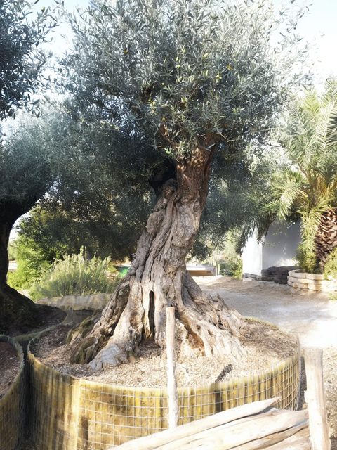 Filari di piante del vivaio sulle colline dell'Irpinia