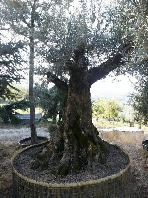 Giovani piante di ulivo pronte per l'impianto