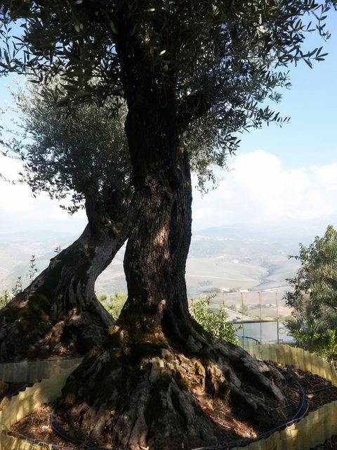 Vista delle coltivazioni in vaso del vivaio