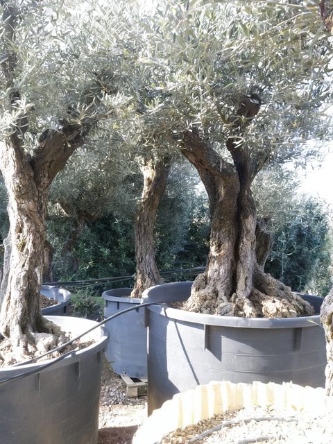 Piante di ulivo allevate in vaso nel vivaio irpino