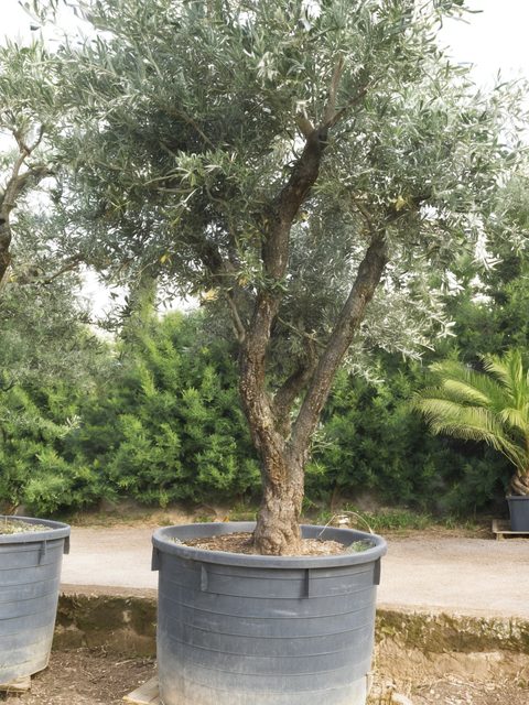 Alberi da frutto del vivaio Grasso Daniele
