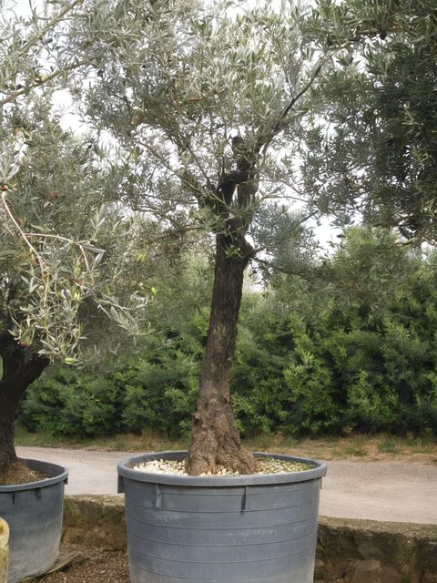 Coltivazioni all'aperto a 600 metri di altitudine