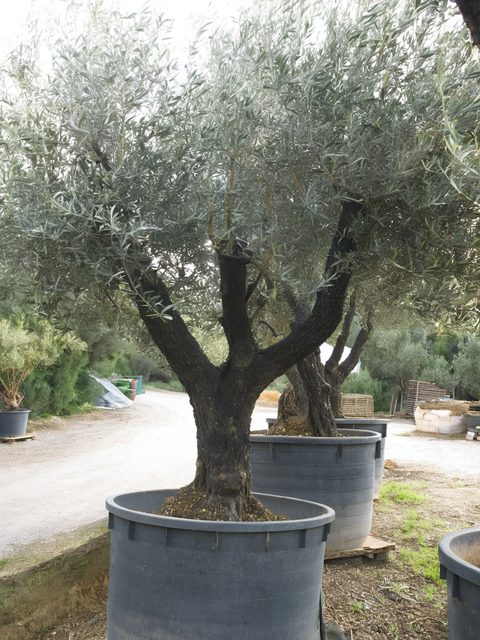 Piante ornamentali e da frutto in vaso