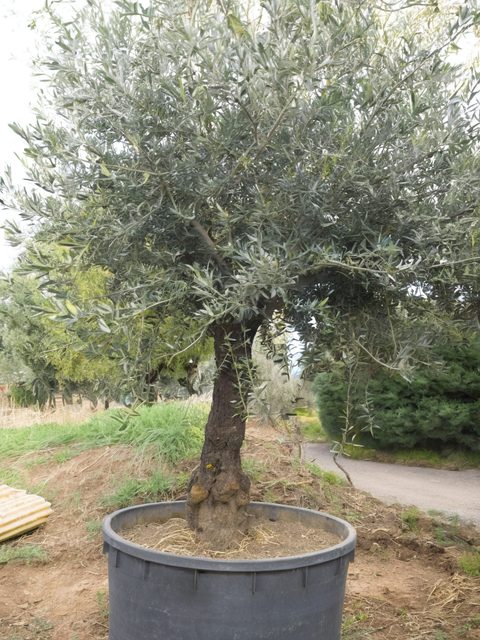 Il vivaio tra i paesaggi di Irpinia e Sannio