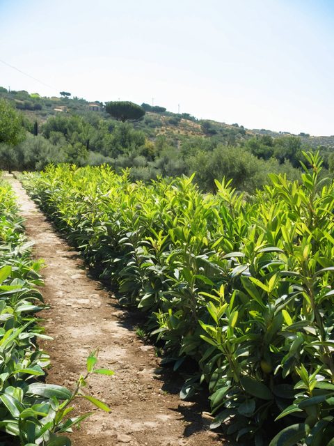 Vialetto tra le coltivazioni del vivaio