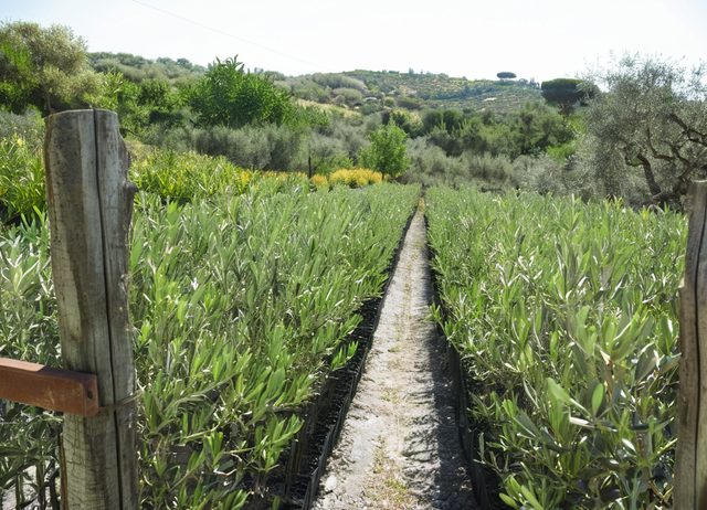 Giovani alberi in vaso nel vivaio irpino