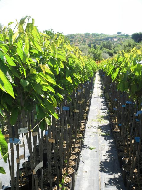Piante di ulivo di diverse varietà DOC