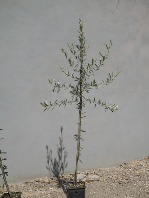 Piante allevate all'aria aperta sulle colline
