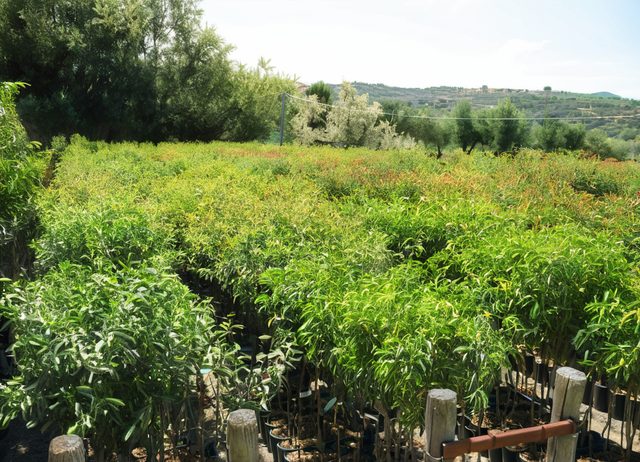 Alberature per parchi e giardini