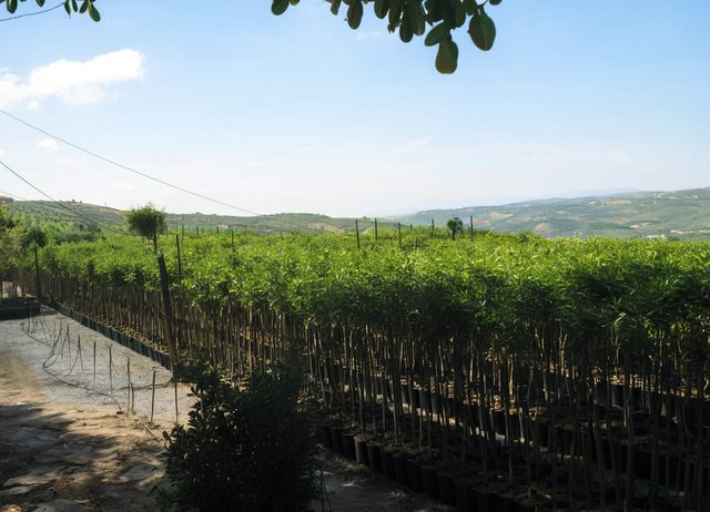 Il vivaio immerso nel verde della collina