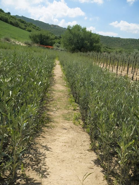Ulivi e piante da frutto in vaso