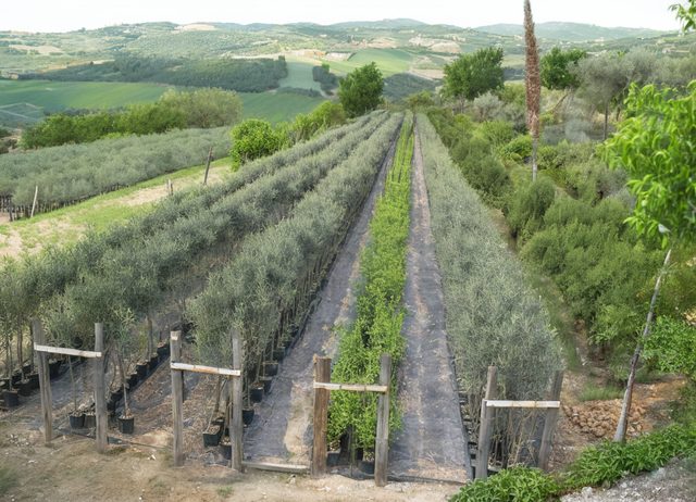 Giovani piante del vivaio Grasso Daniele