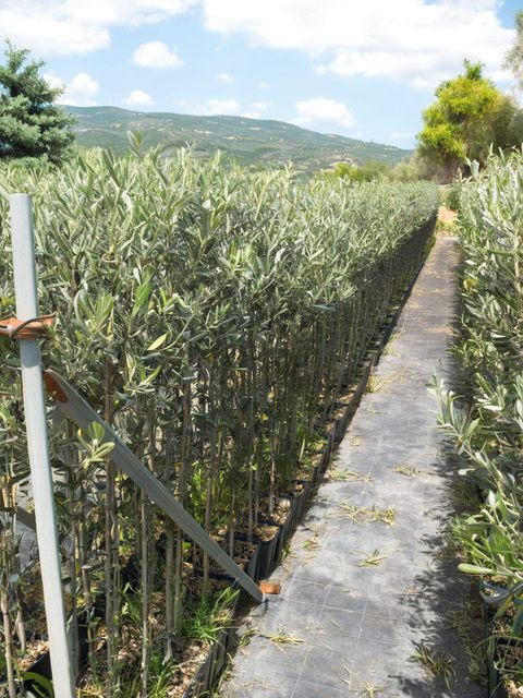 Coltivazioni all'aria aperta del vivaio