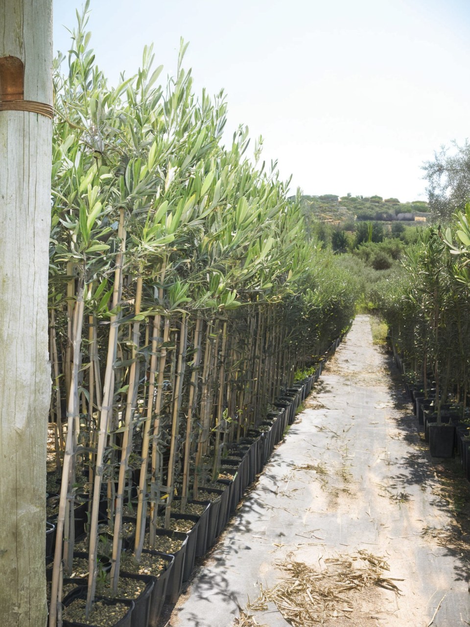 Filari di giovani piante di ulivo in vaso nel vivaio